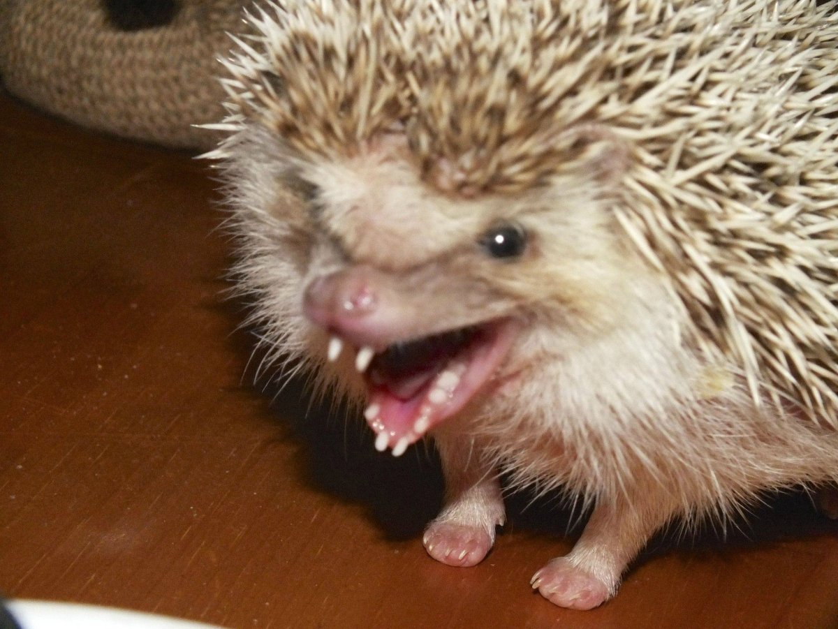 Страшный Ежик