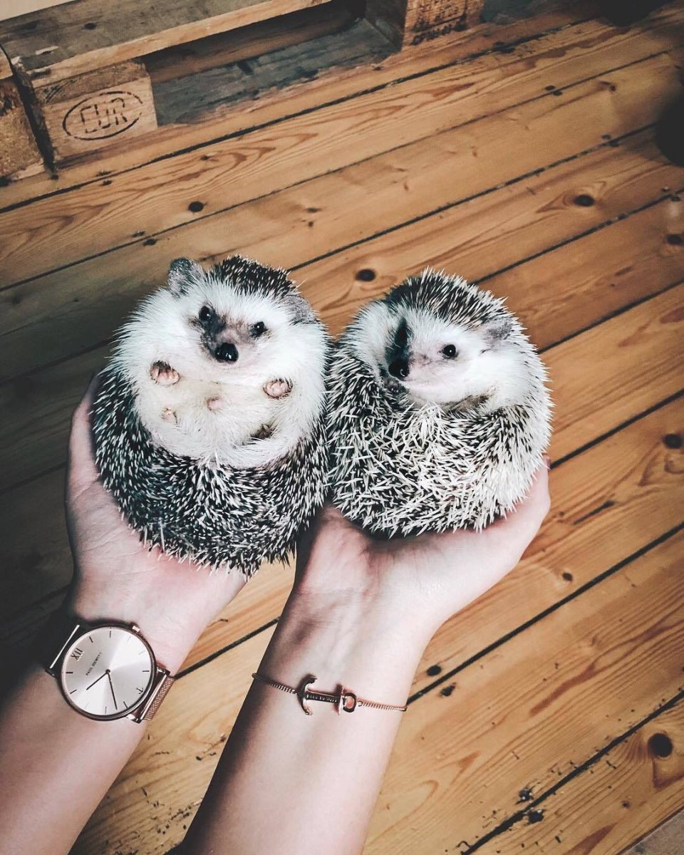 Бешеные Ежи