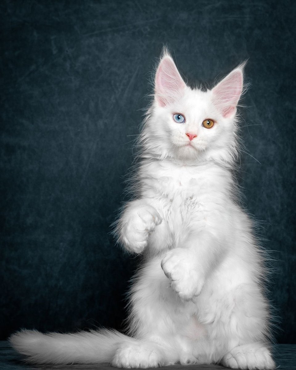 Белая кошка Мейн кун