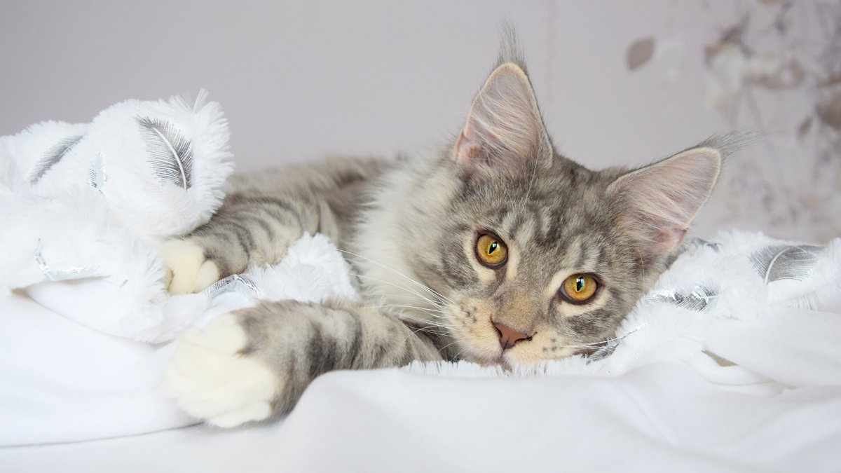 Мейн кун серый