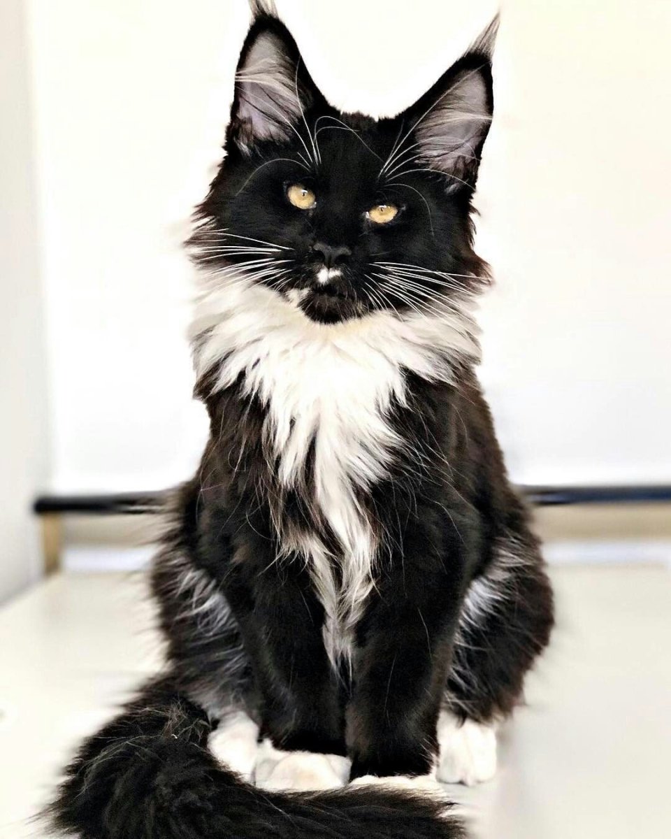 Турецкая ангорская кошка