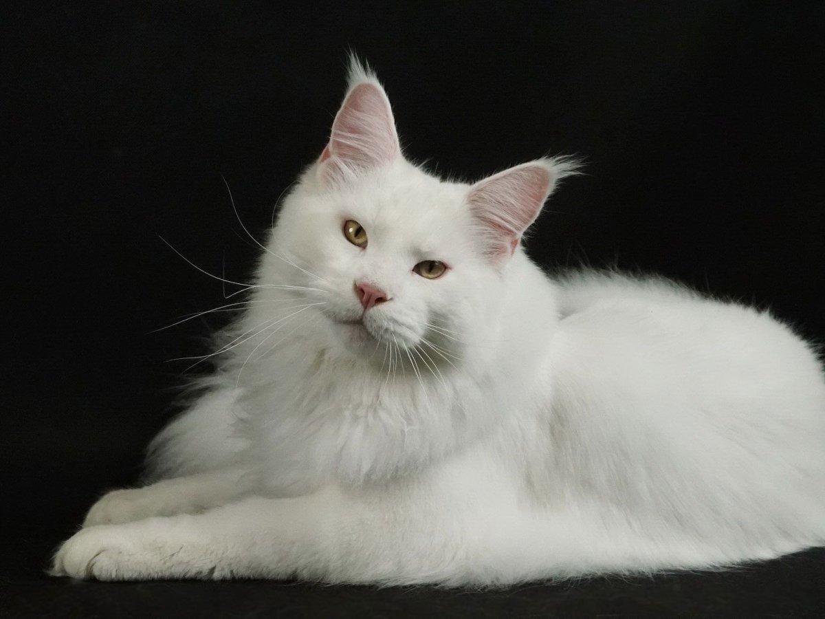 Белая кошка Мейн кун