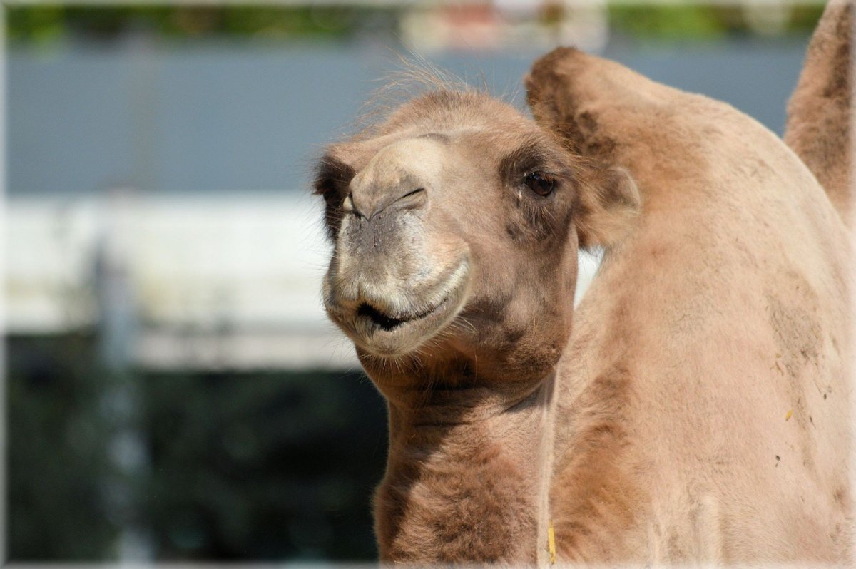 Верблюд с 2 горбами