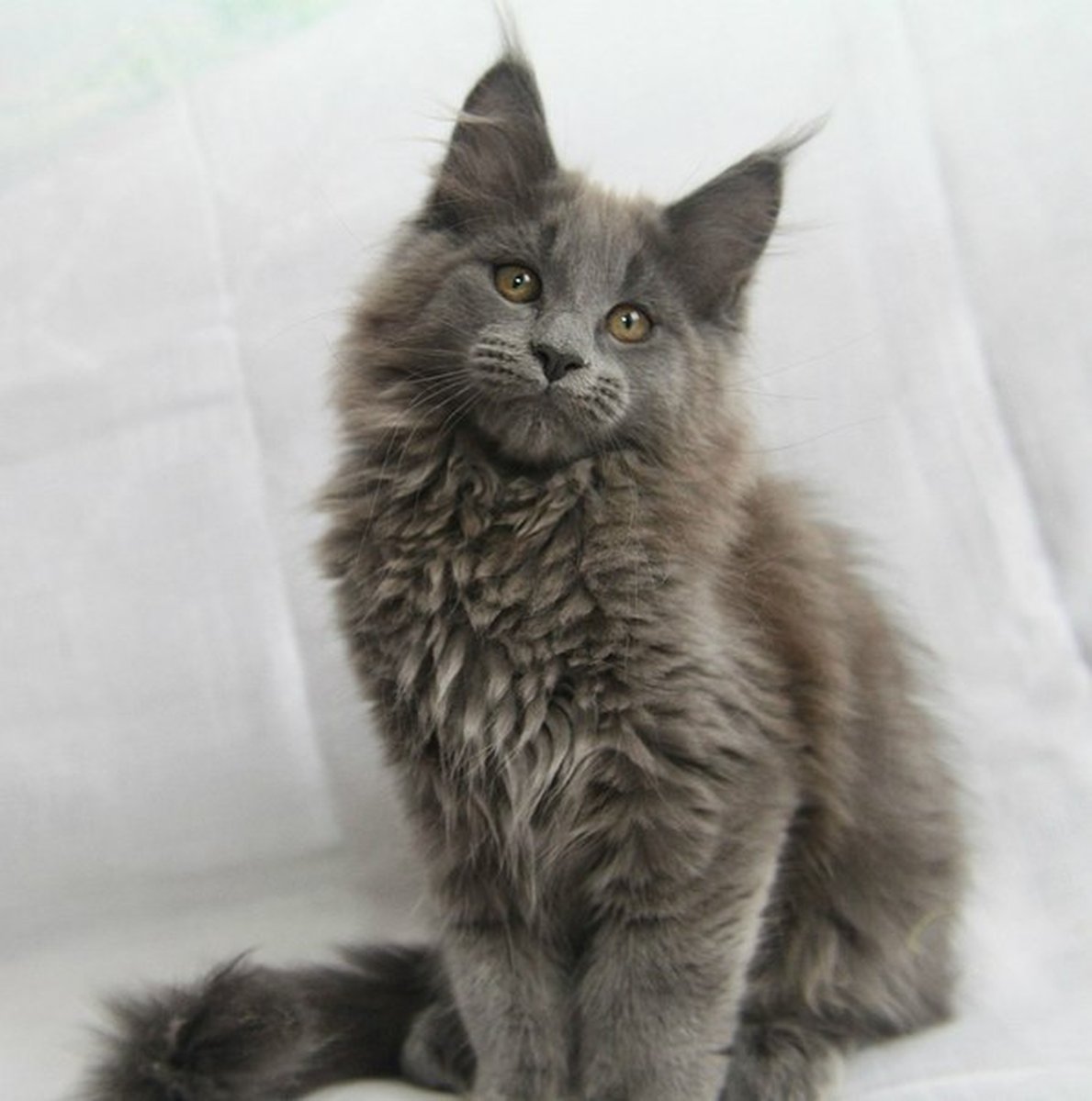 Белая кошка Мейн кун