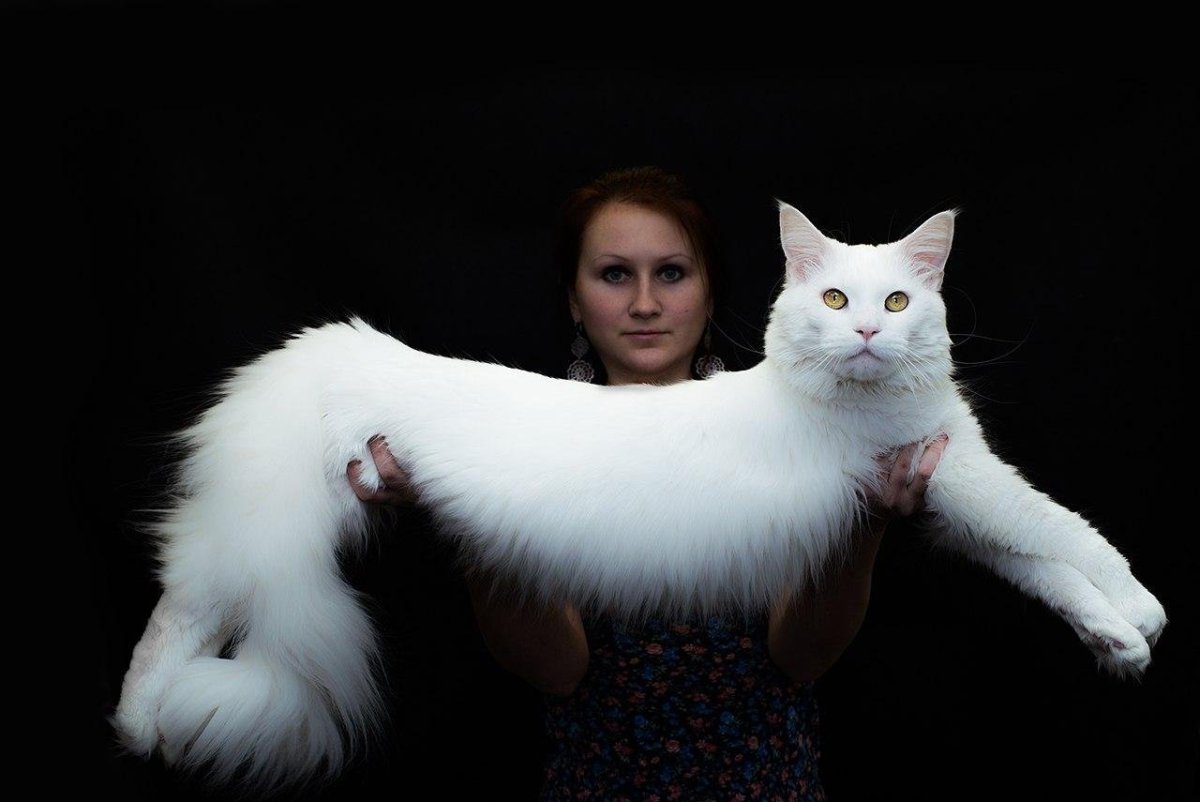 Кот Мейн кун серый