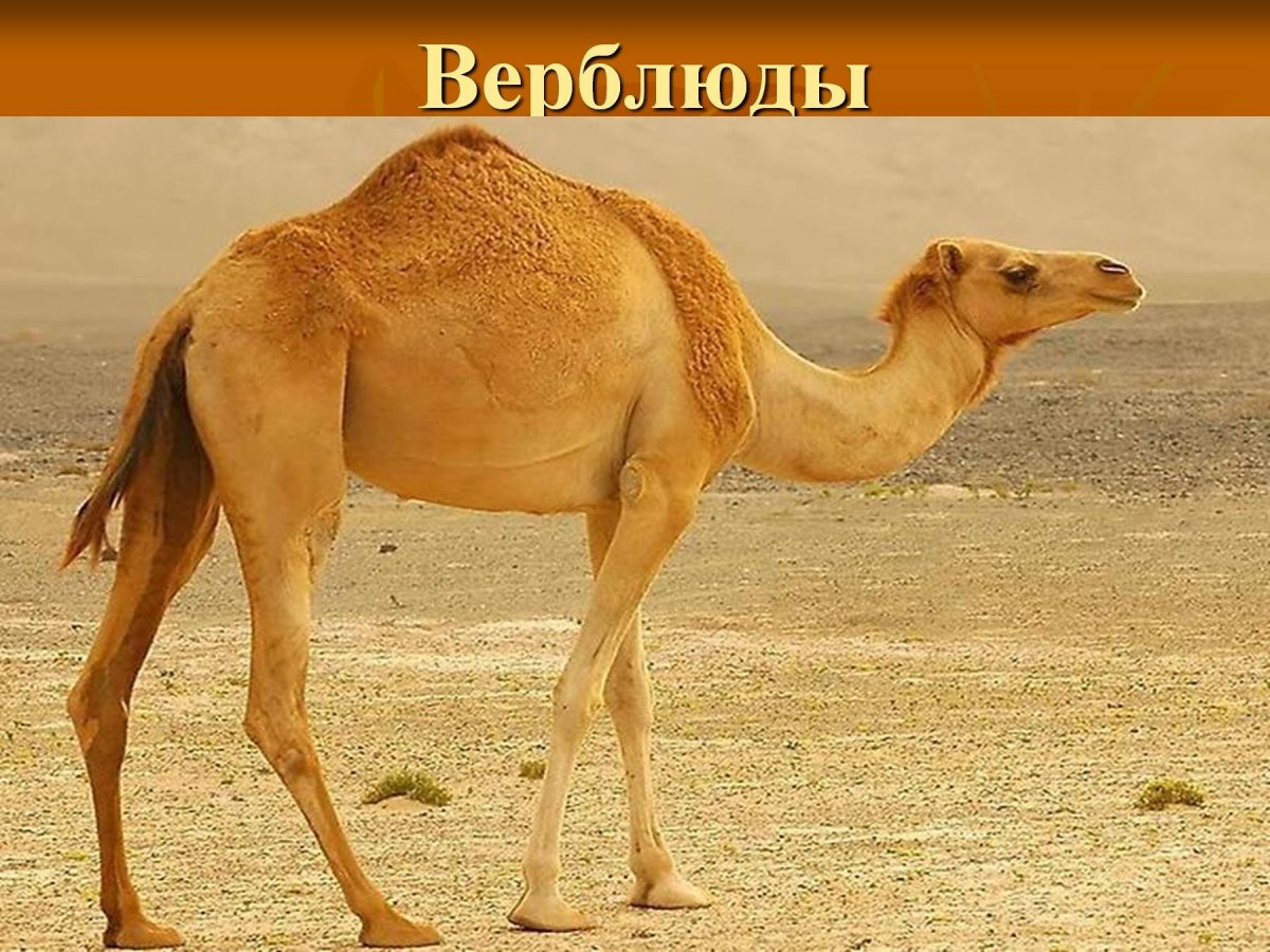 Дикий одногорбый верблюд