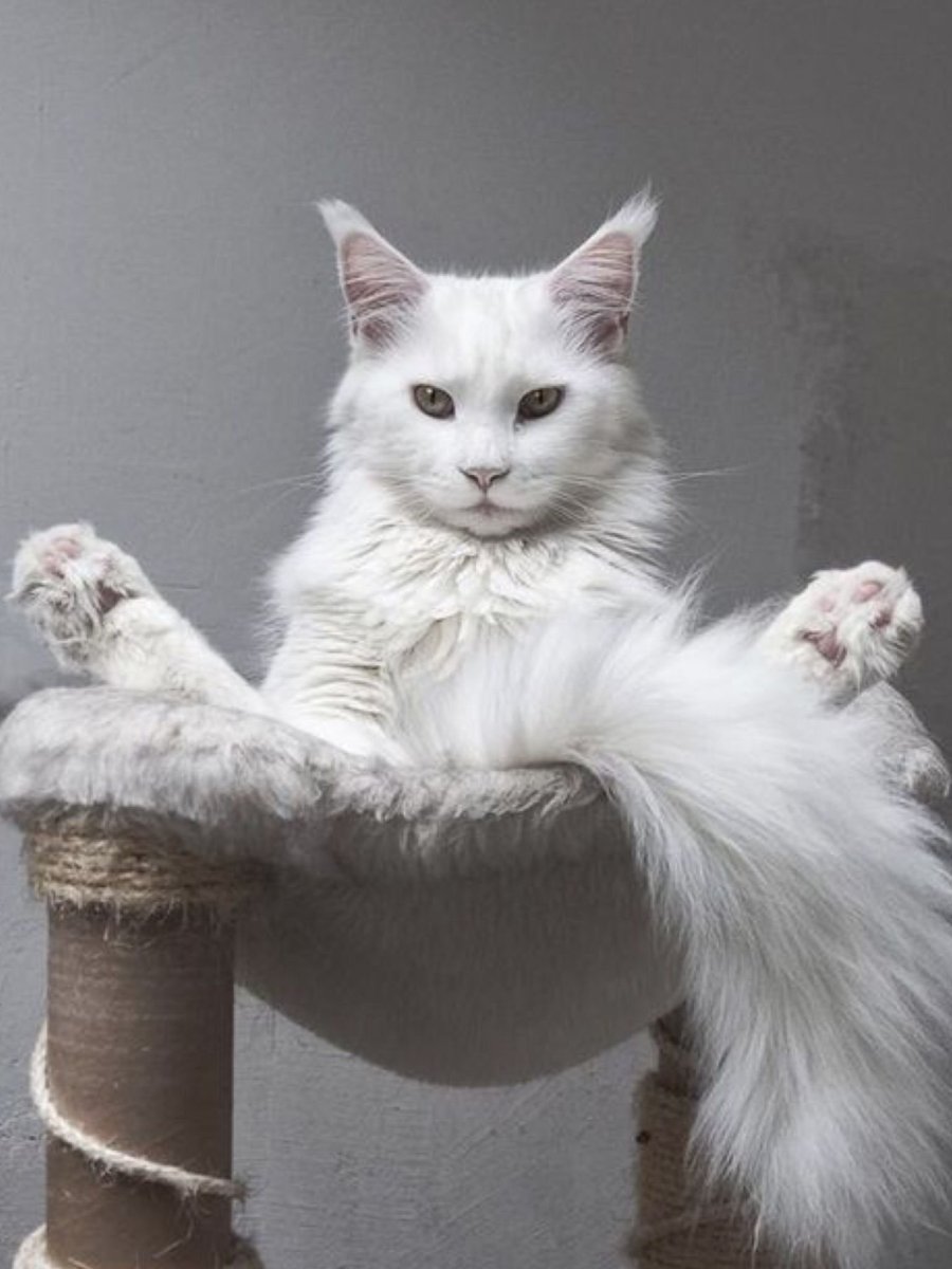 Мэй куин кошка