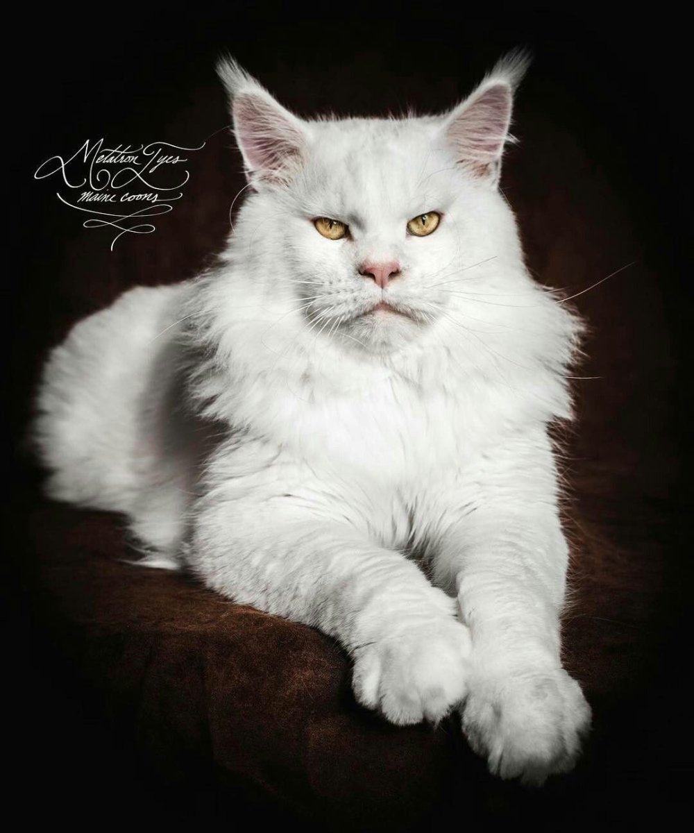 Мейн кун белый кот