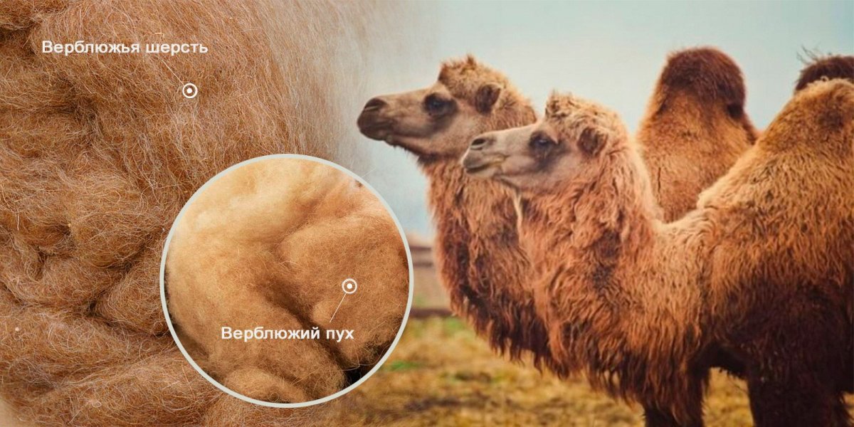 Верблюжий пух и верблюжий шерсть