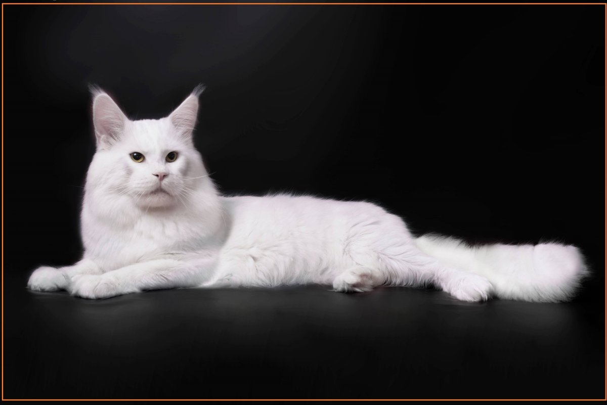 Мейн кун белый