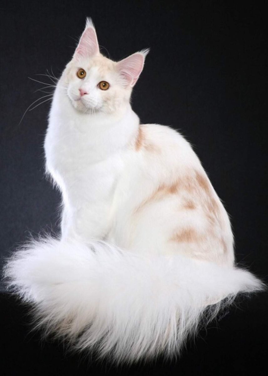 Котята Мейн кун белые