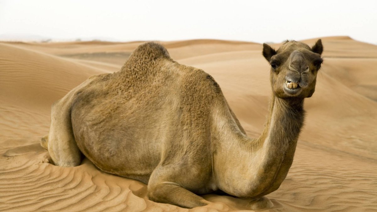 Сидячий верблюд