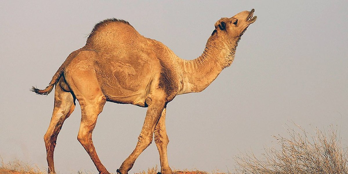 Одногорбый верблюд в Австралии