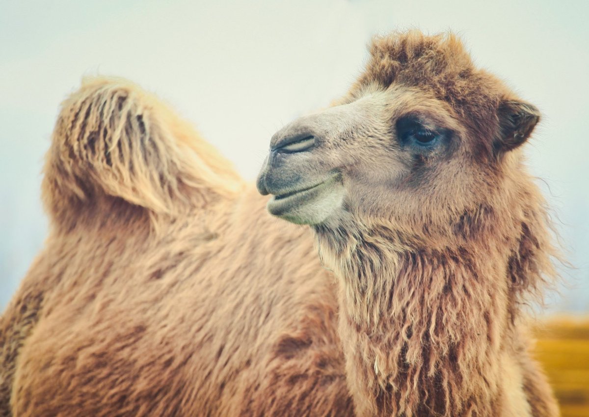 Двугорбый верблюд густая шерсть