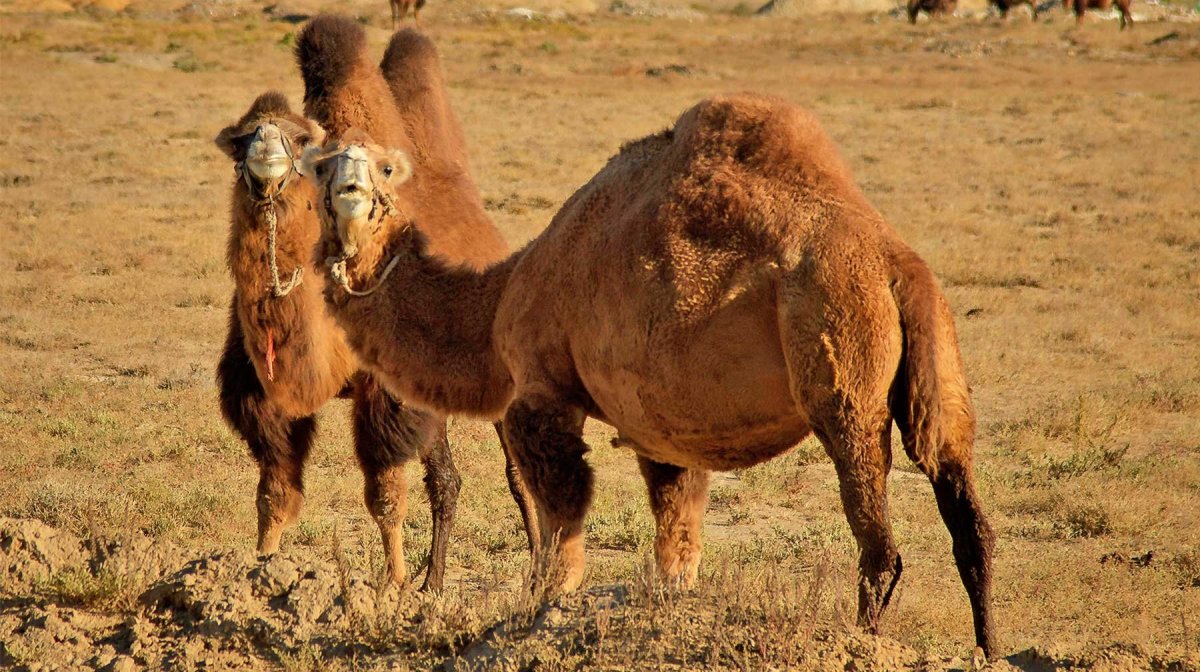 Дикий верблюд Пржевальского