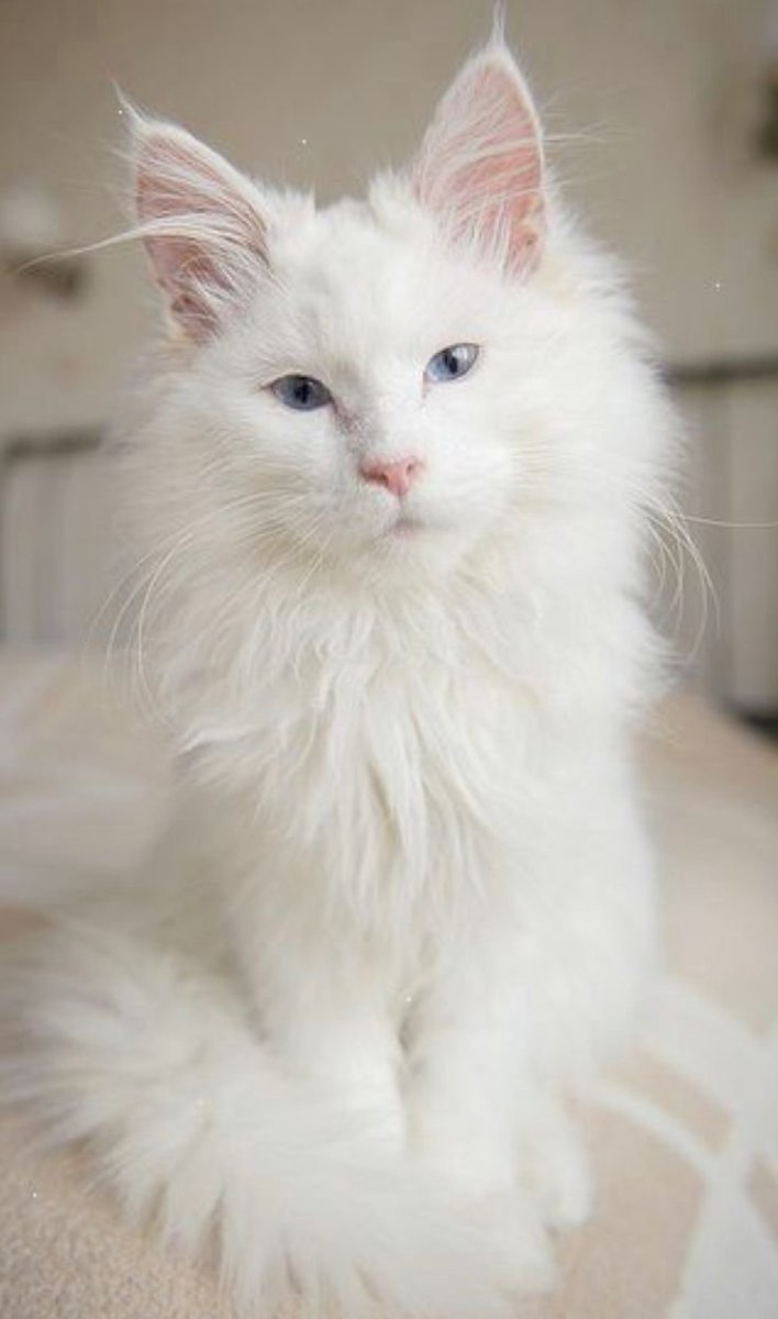 Мейн кун альбинос