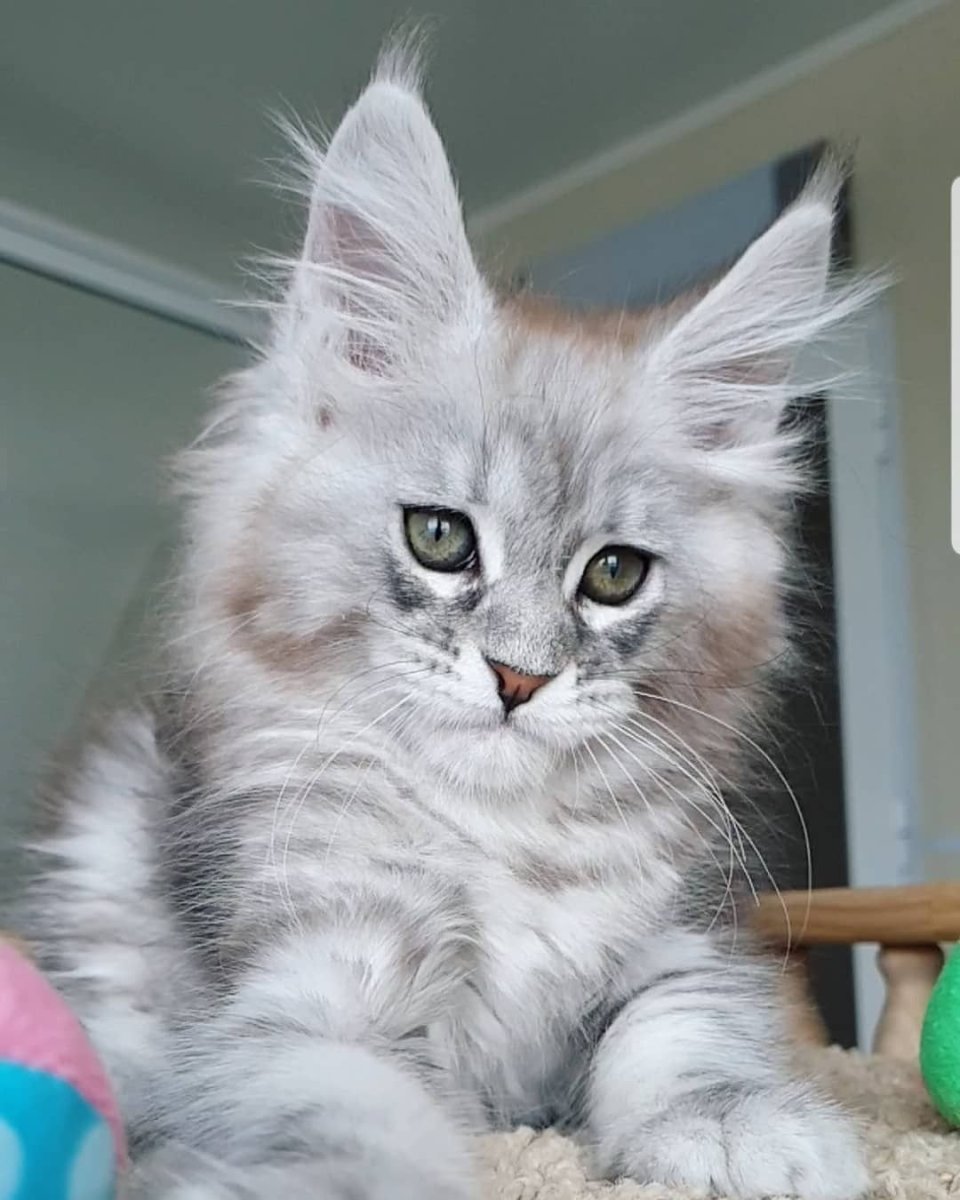 Норвежская Лесная биколор