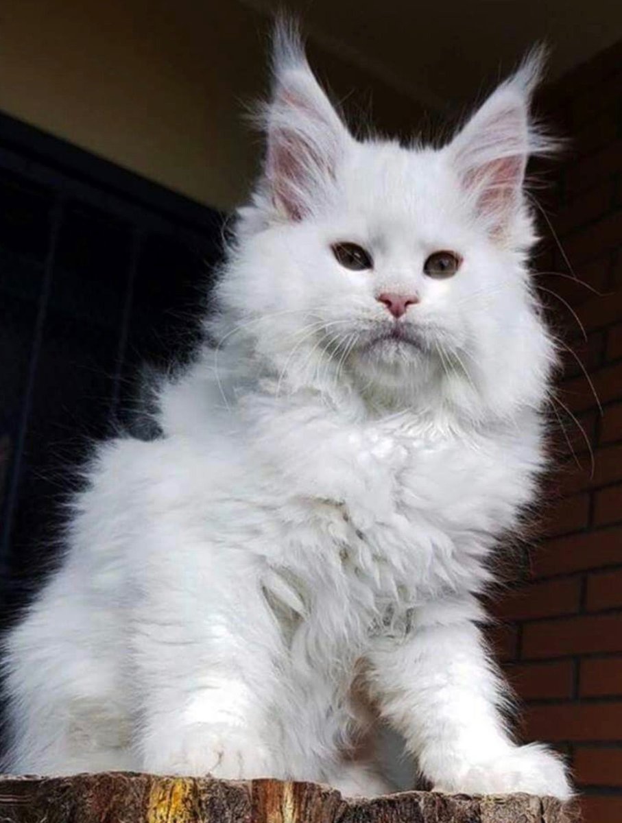 Котята Мейн кун белые