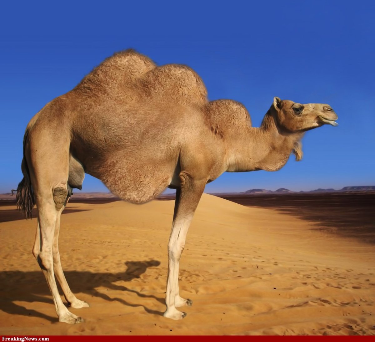 Верблюд пебротерий