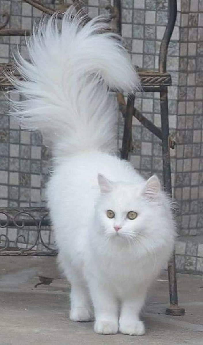 Мейн кун Гектор