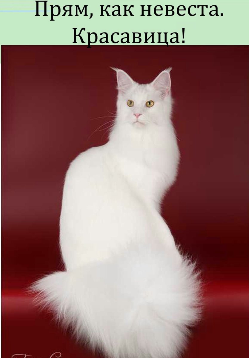 Мейн кун Блэк Солид