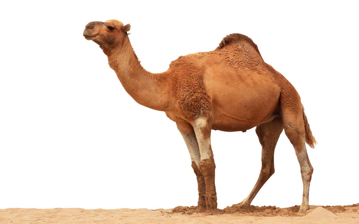 Верблюд лежит без фона