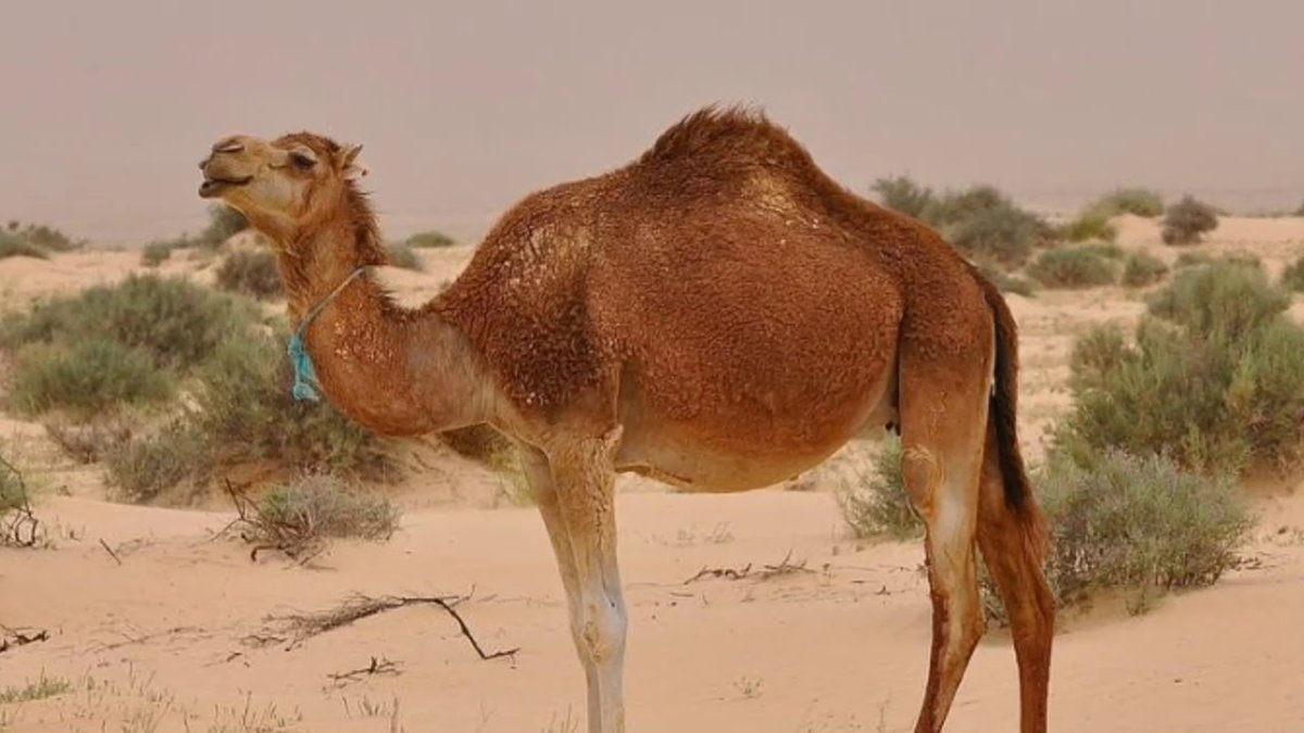 Хвост верблюда