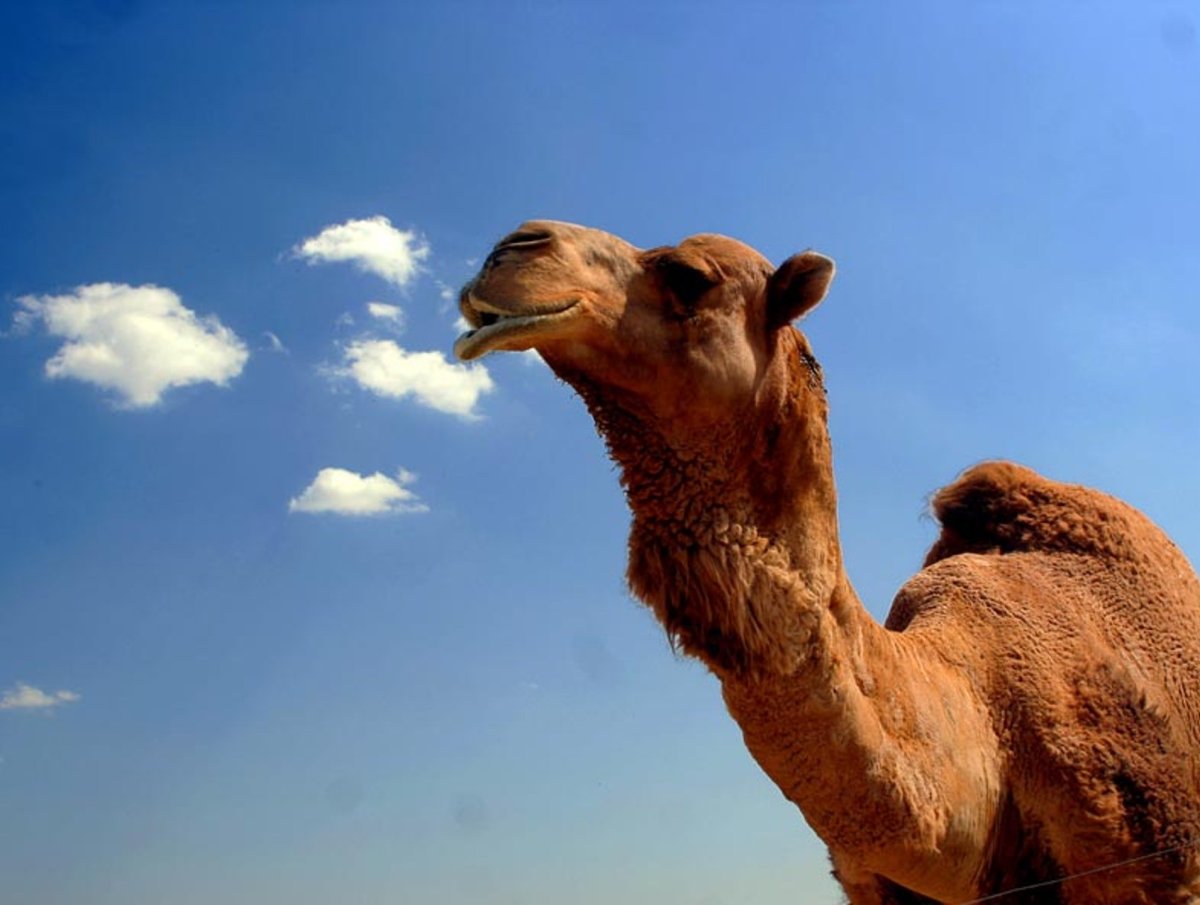 Хвост верблюда