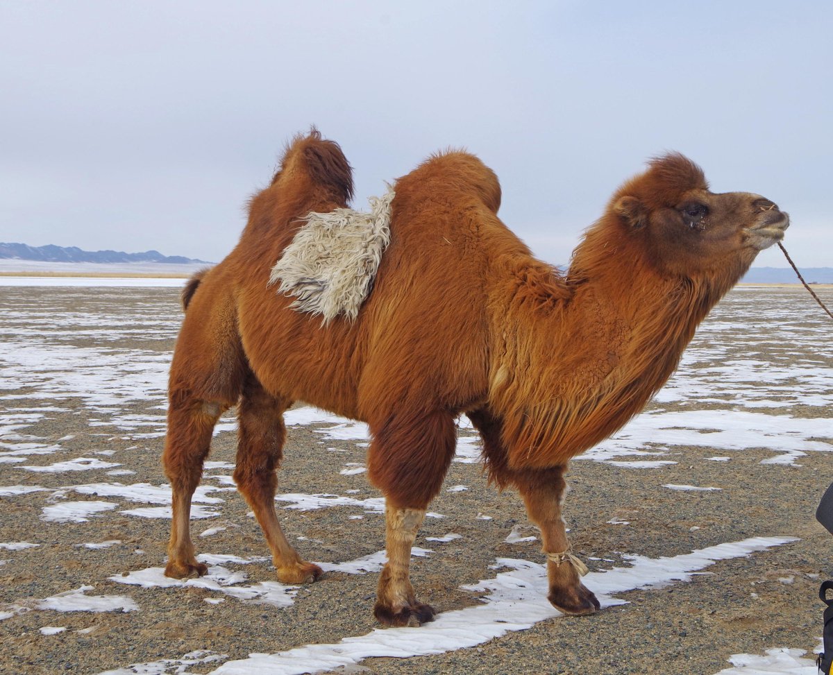 Длинношерстный двугорбый верблюд