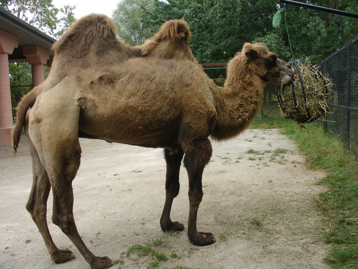 Верблюд в зоопарке