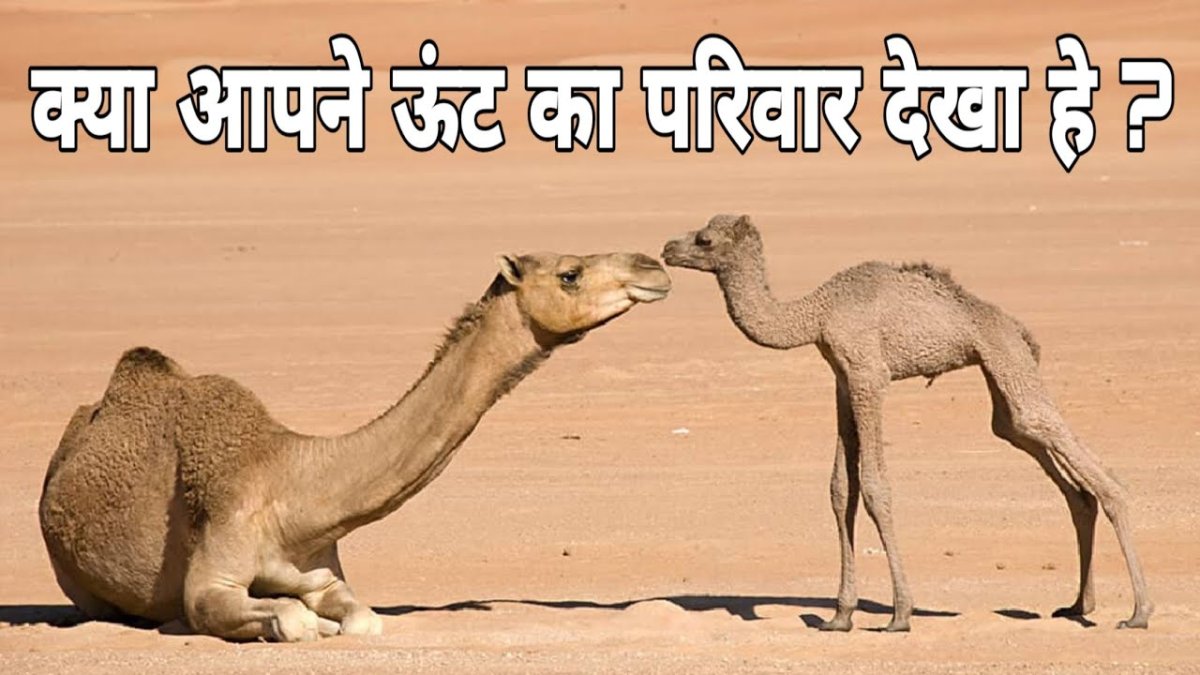 Пустыня Каракум