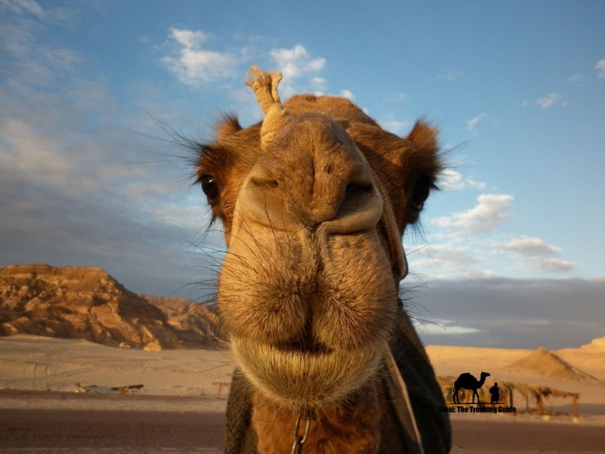 Бактриан - двугорбый монгольский верблюд Монголия