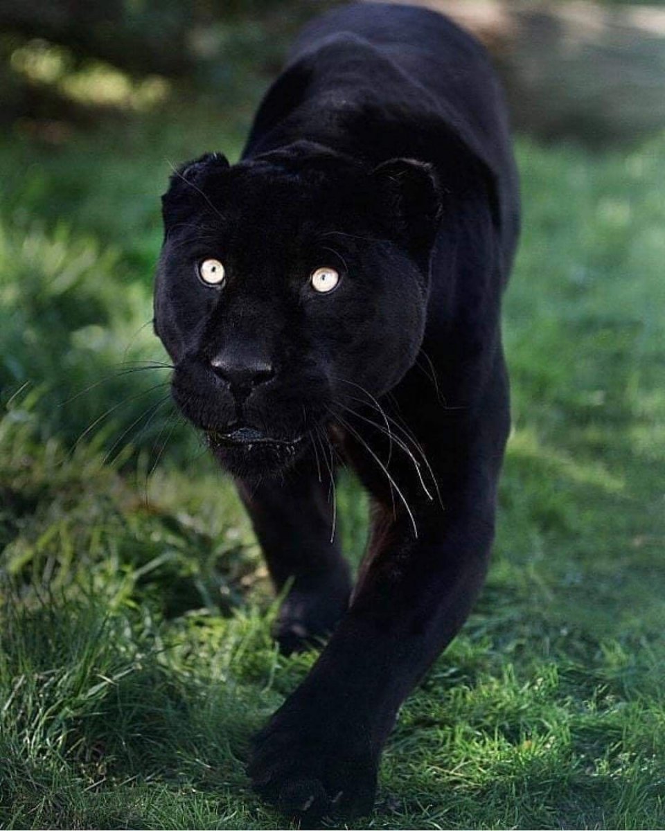 Ягуар меланист