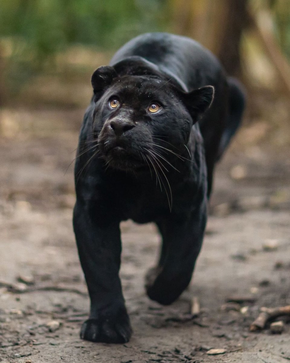 Черная пантера самка