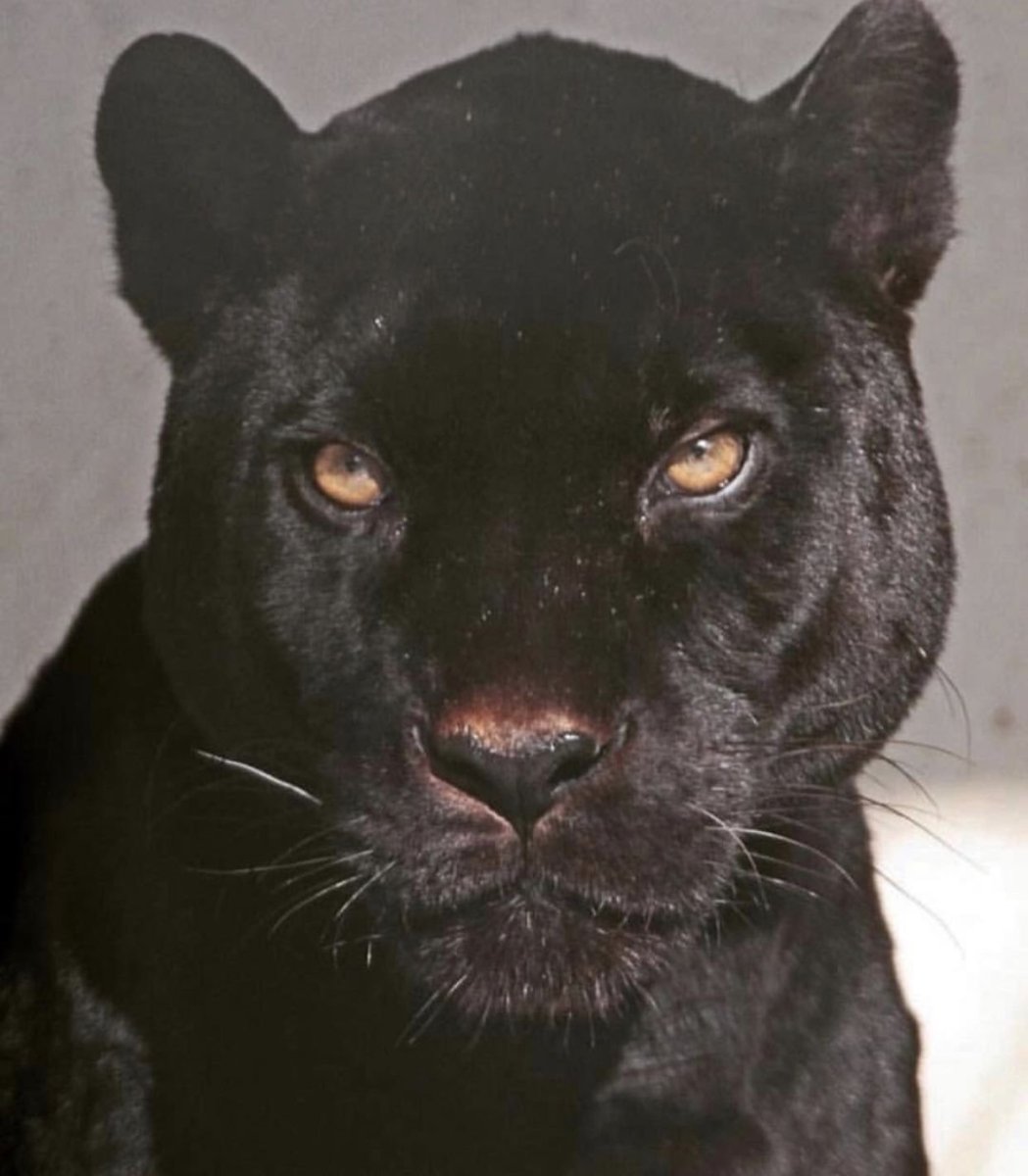 Пантера Эстетика