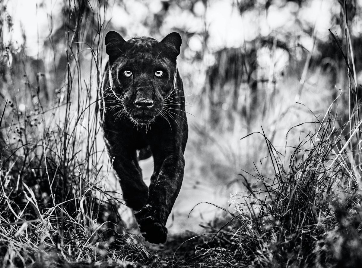David Yarrow