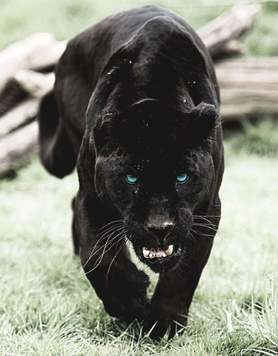 Черный Ягуар