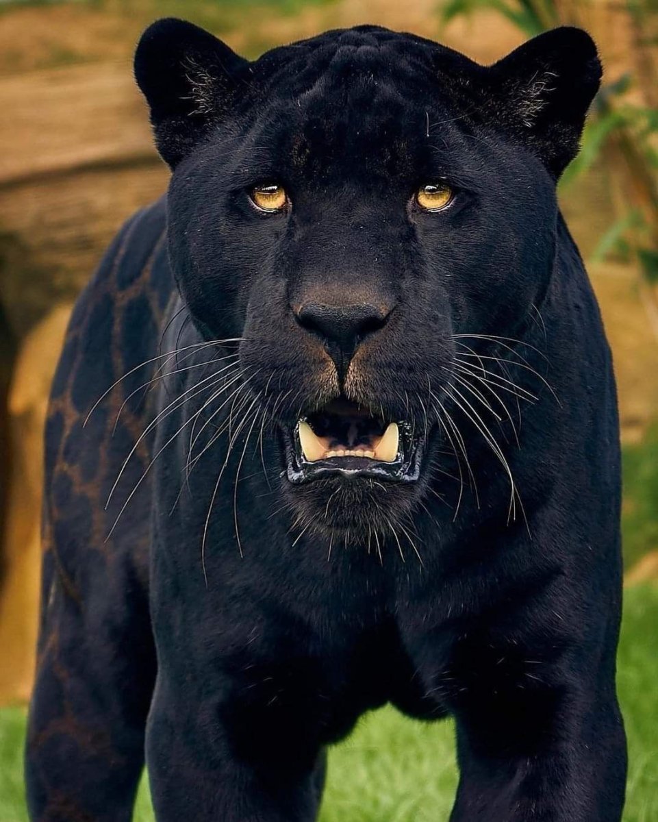 Ягуар черного цвета