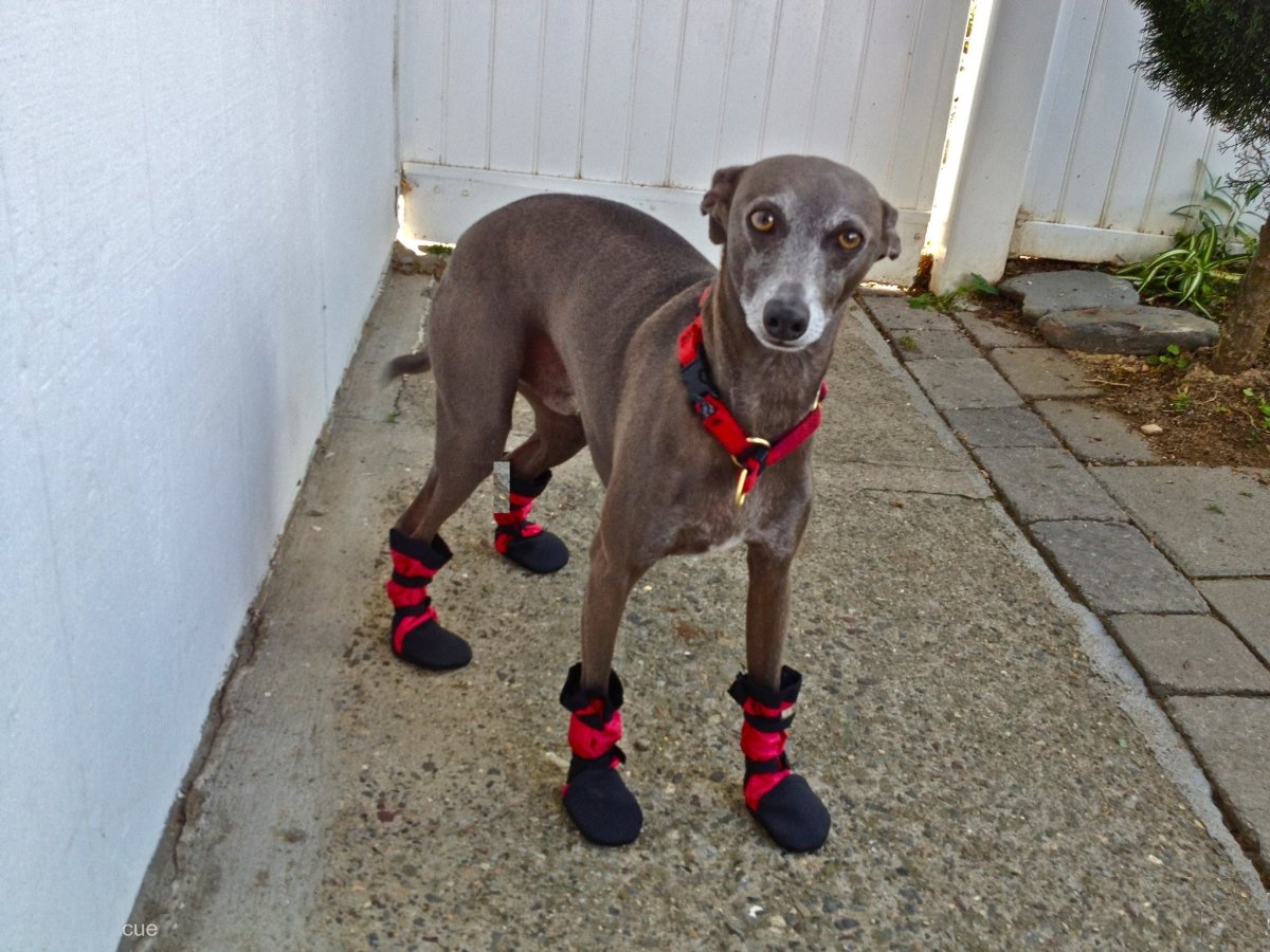 Левретка собака