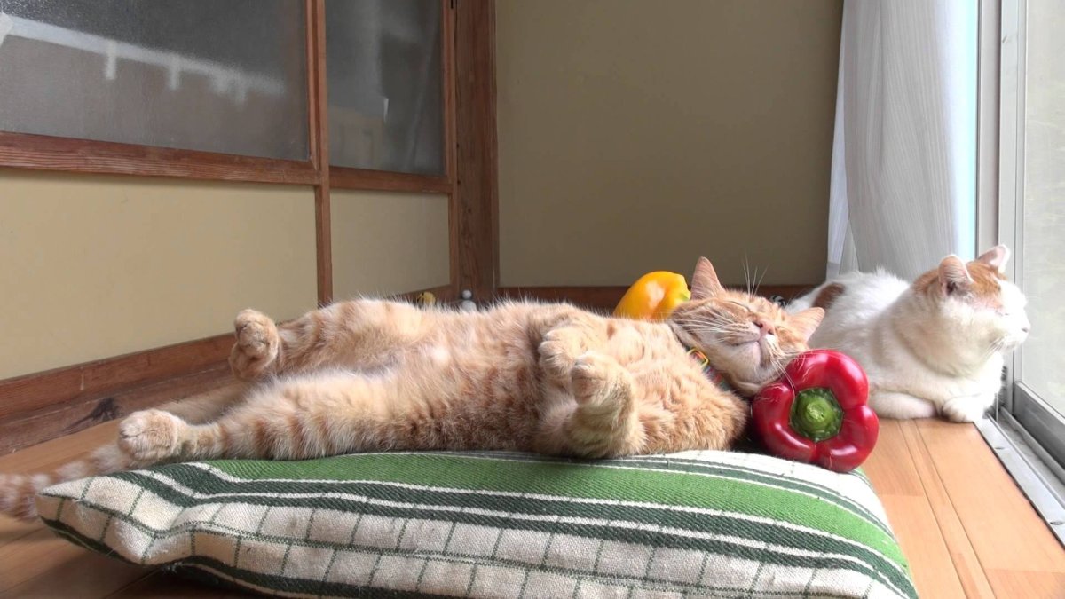 Толстый ленивый кот