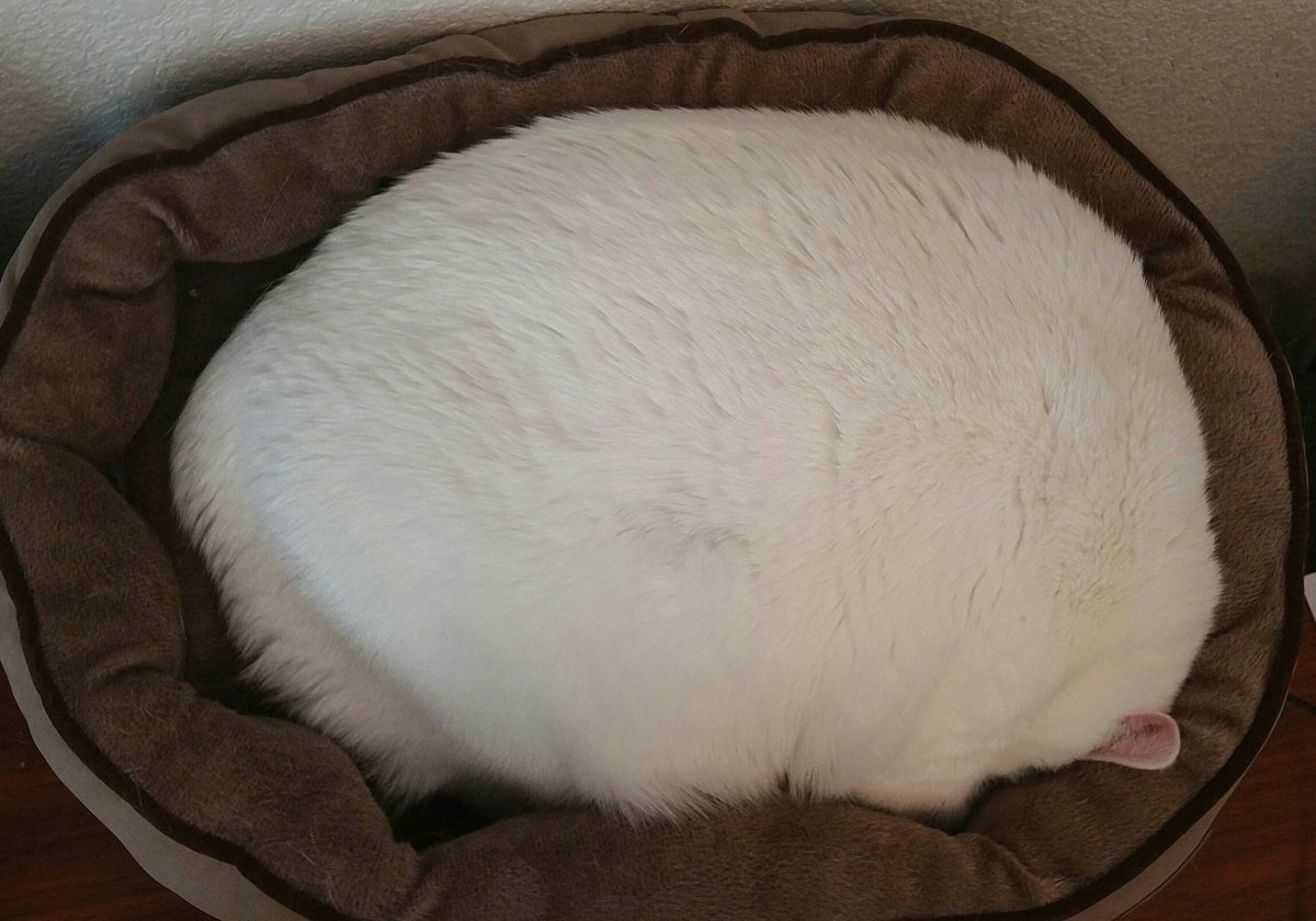 Котик Лежебока