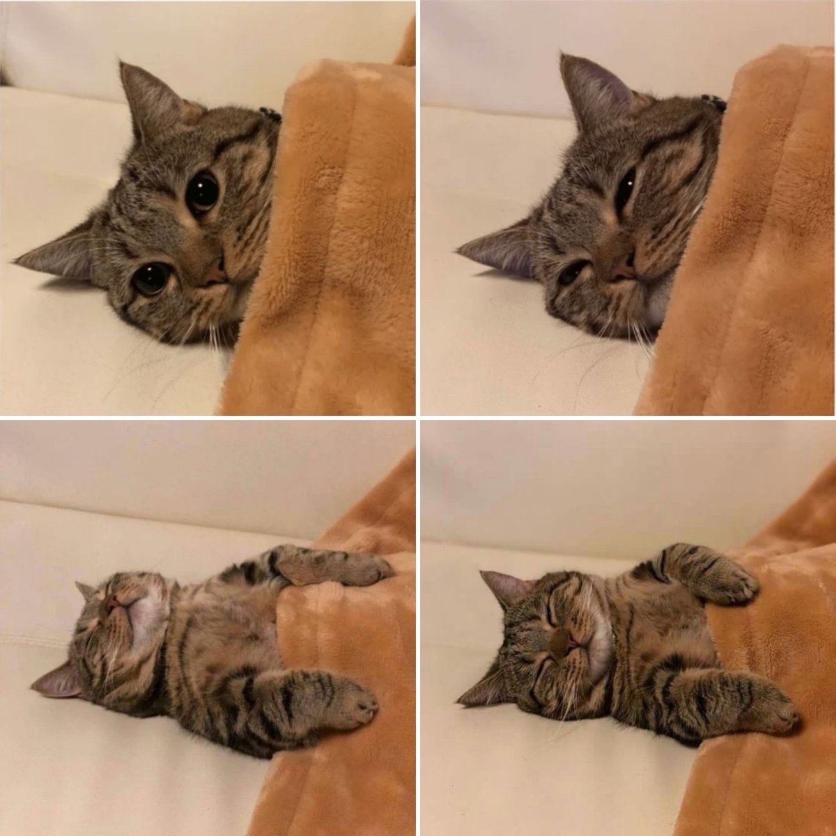 Котик в кровати