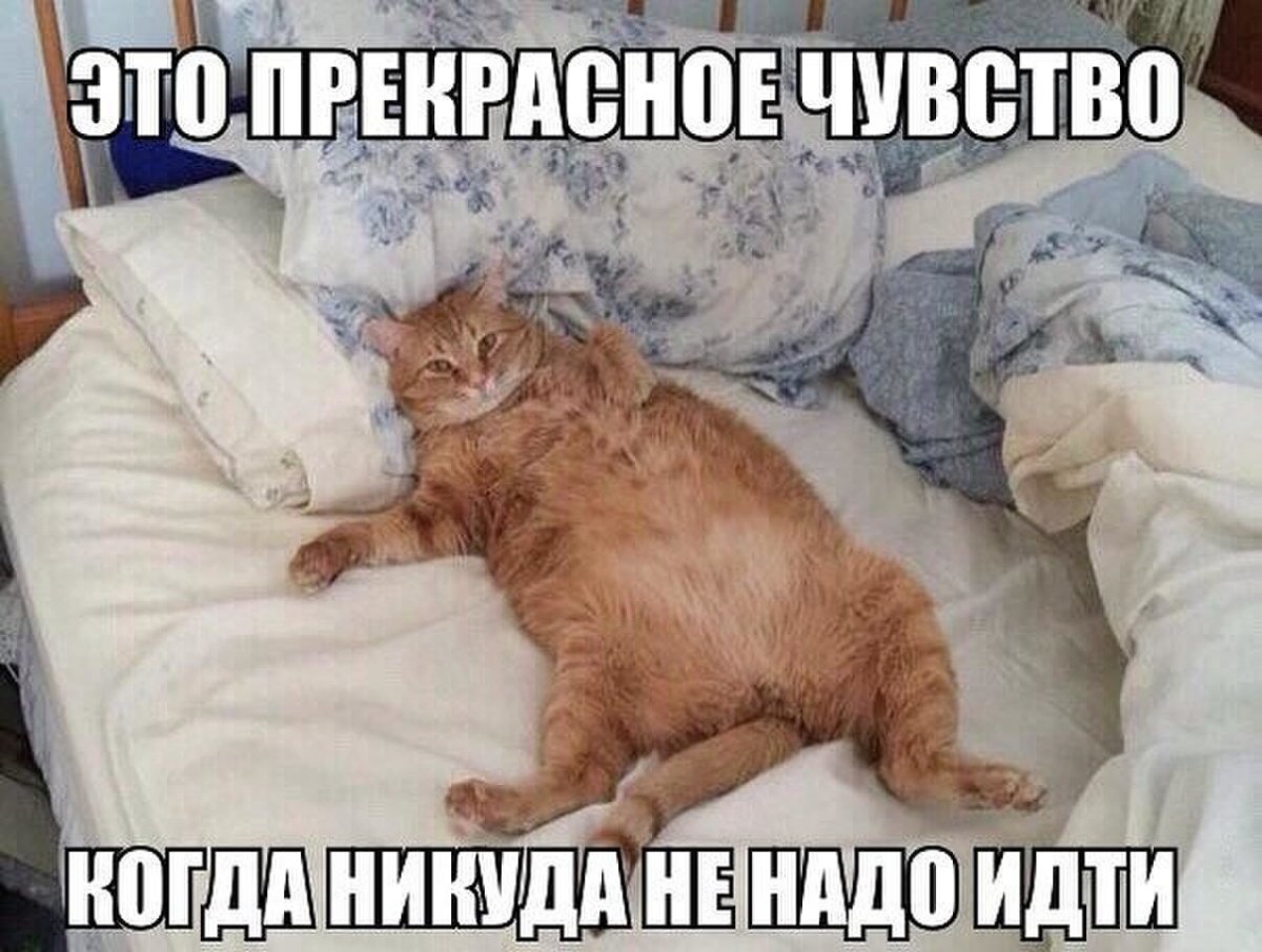 Толстый кот на кровати