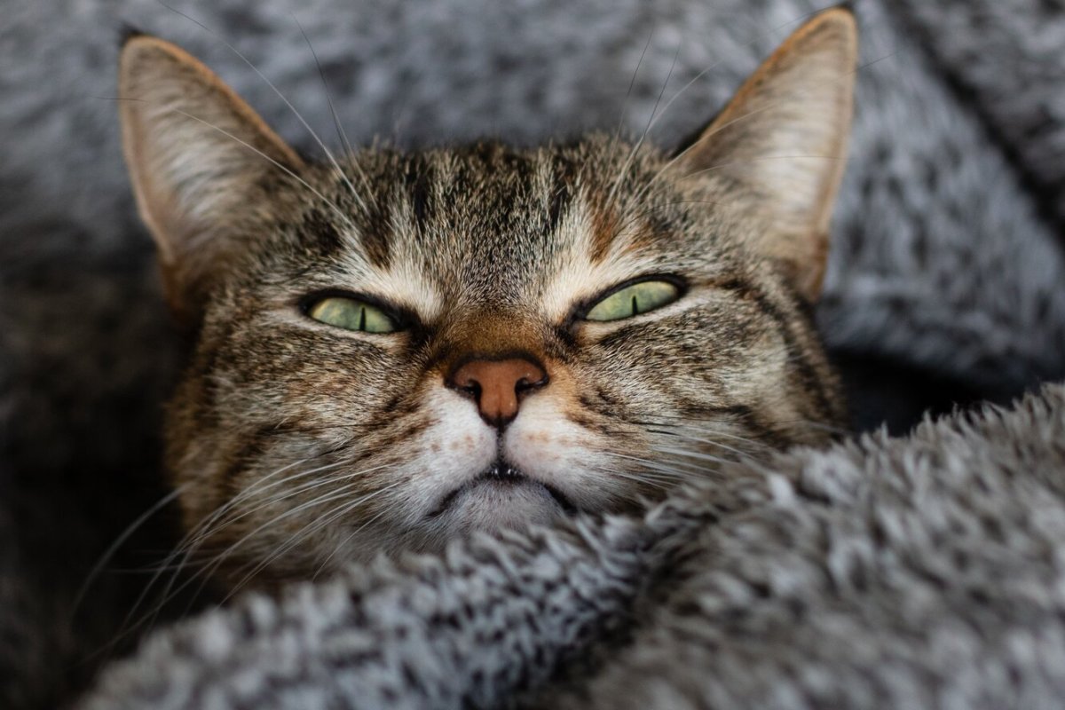 Кошки на рабочий стол компьютера