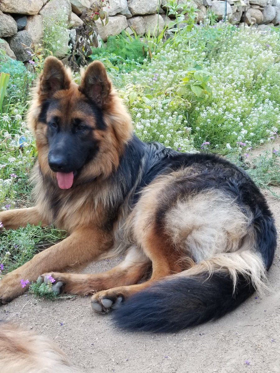 Волкособ гибрид волка