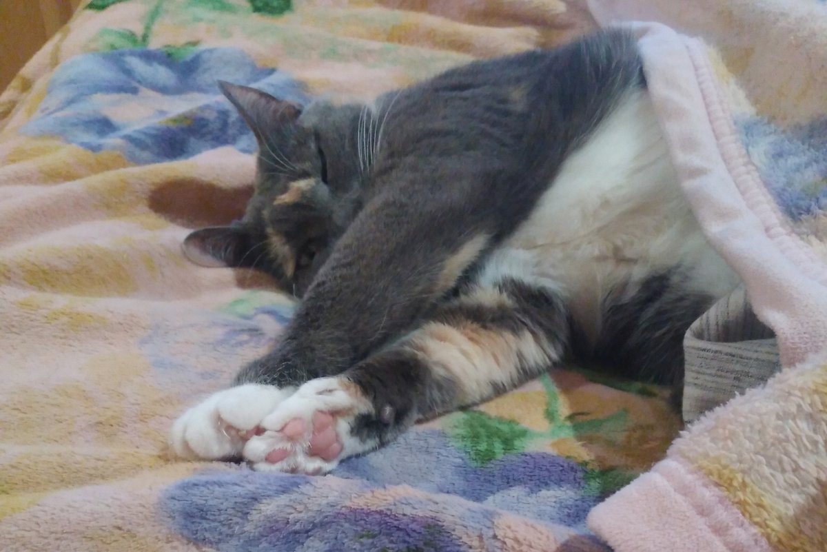 Котенок котэ