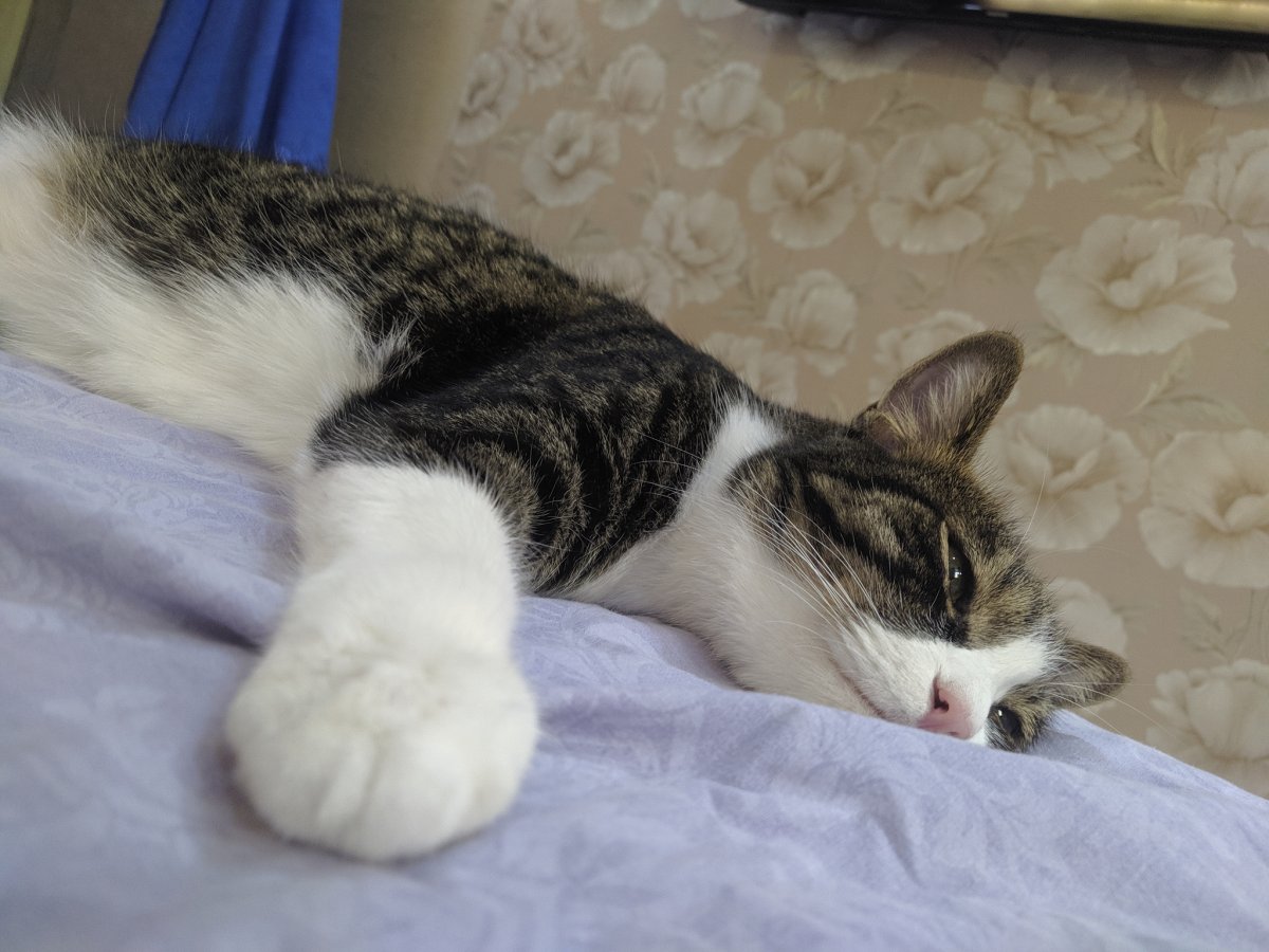 Коты лежебоки