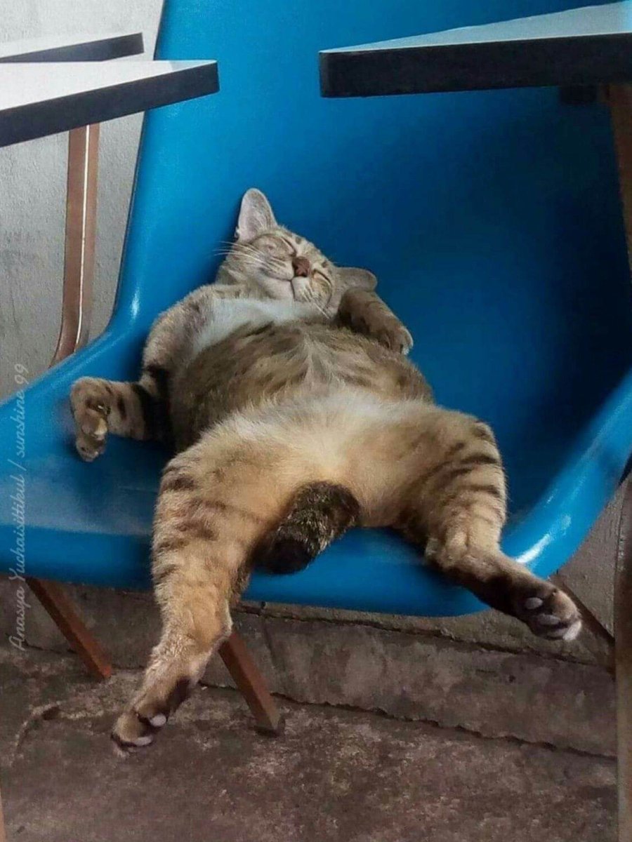 Кот развалился