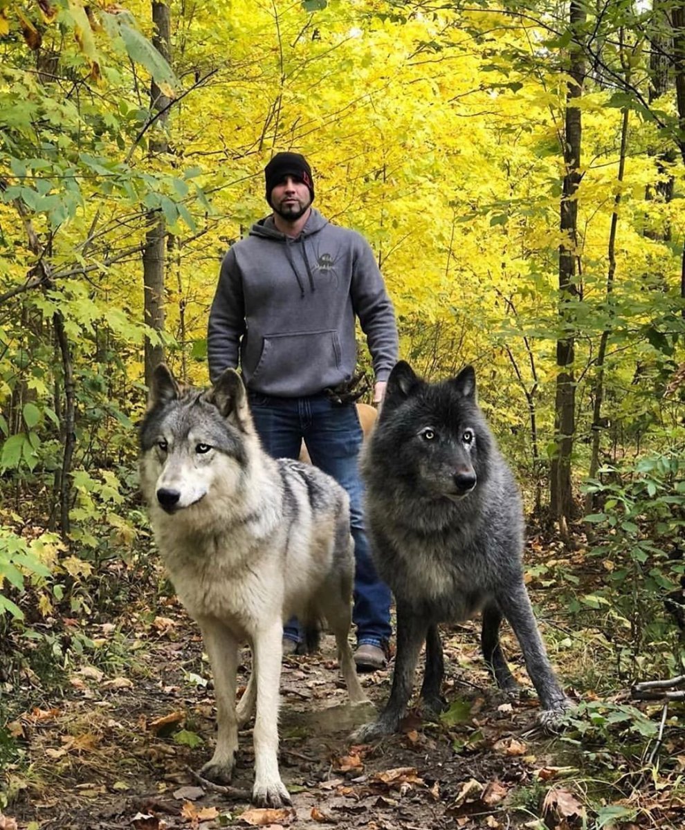 Помесь волка и немецкой овчарки