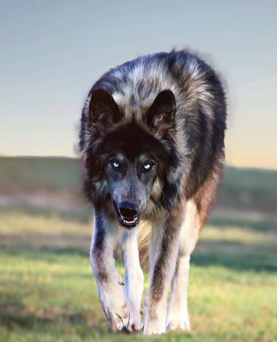 Немецкая овчарка Вольф